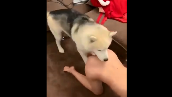 @20207945580 用户上传:不装逼!让你们看看我的小母狗是怎么配种的 @20207945580 用户上传:不装逼!让你们看看我的小母狗是怎么配种的